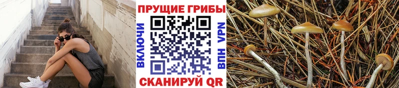 что такое   Приволжск  блэк спрут ССЫЛКА  Галлюциногенные грибы GOLDEN TEACHER 